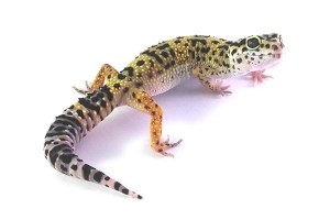 Eublepharis macularius, high yellow